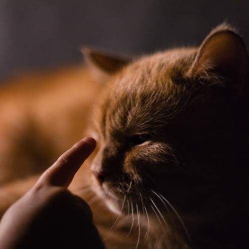 Photo #8643123
