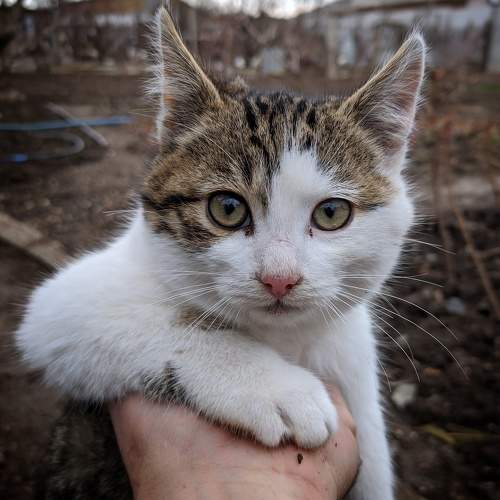 Photo #8643165