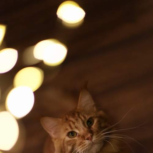 Photo #8643217