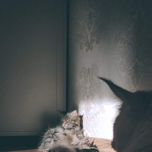 Photo #8643292