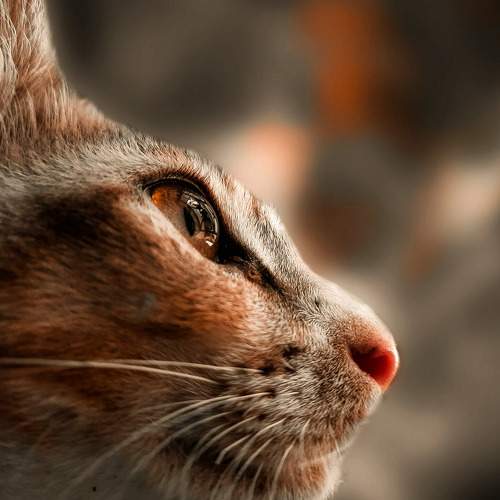 Cat eye