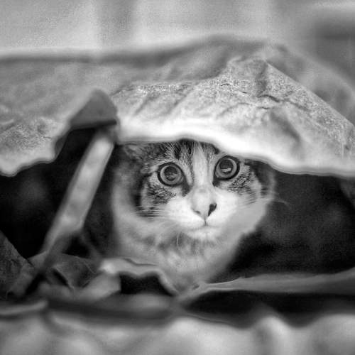 Photo #8643580