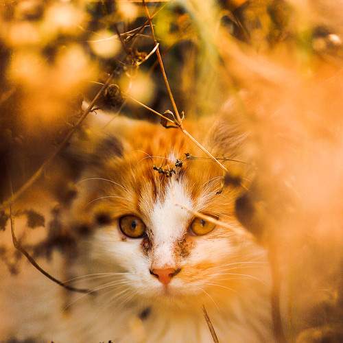 Mr. Fluffy