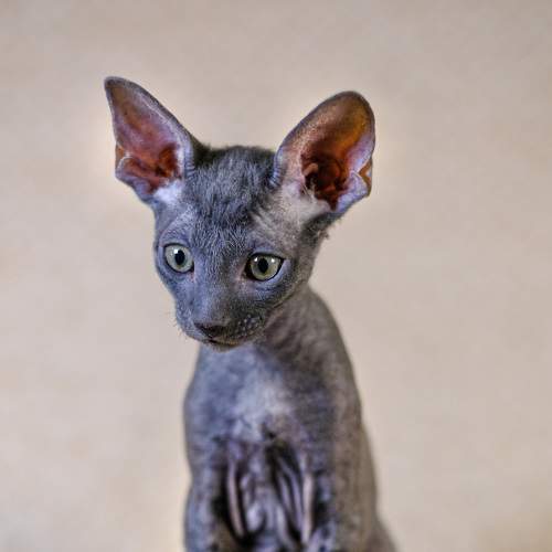 Photo #8643671