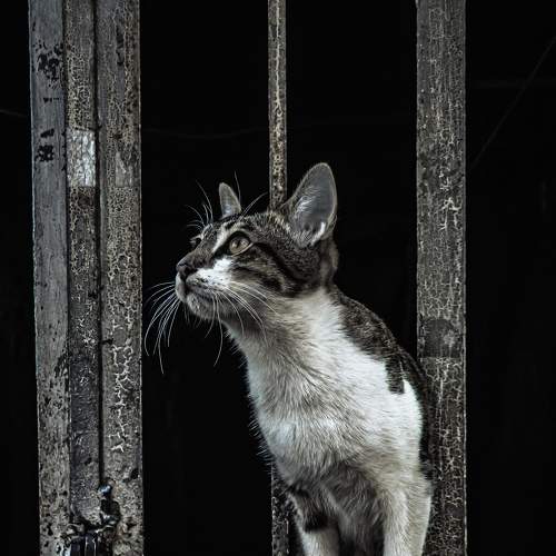 Photo #8643750
