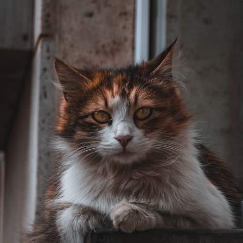 Photo #8643762