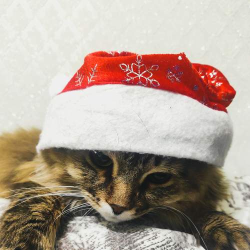 Photo #8643964