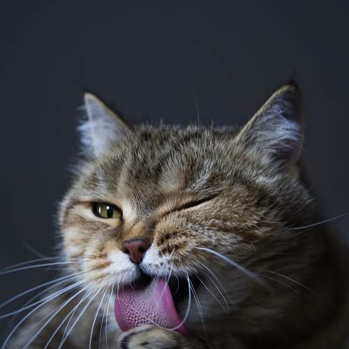 Cat Mary