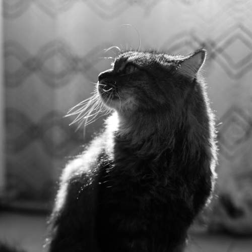 Photo #8644226