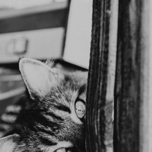 Photo #8644228