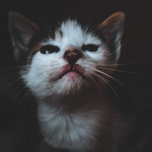 Photo #8645137