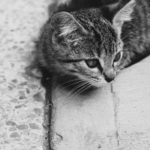 Photo #8645174