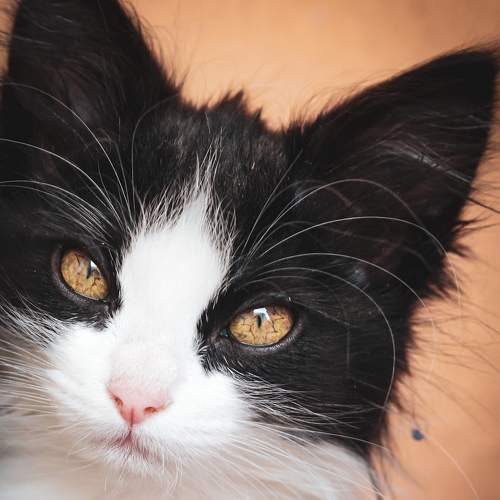Photo #8645176