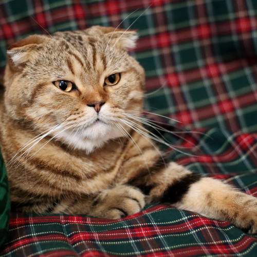 Photo #8645516
