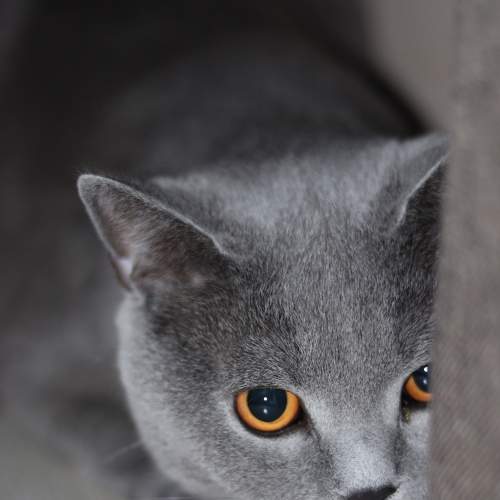 Photo #8645525