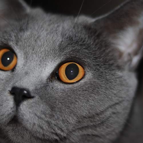 Photo #8645528