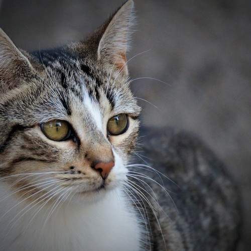 Photo #8645774