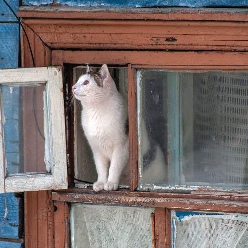 Photo #8646034