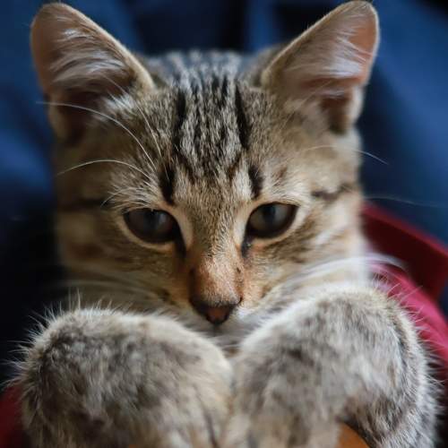 Photo #8646657
