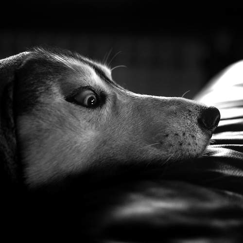 Не выходи из комнаты. Не вылезай из-под одеяла.