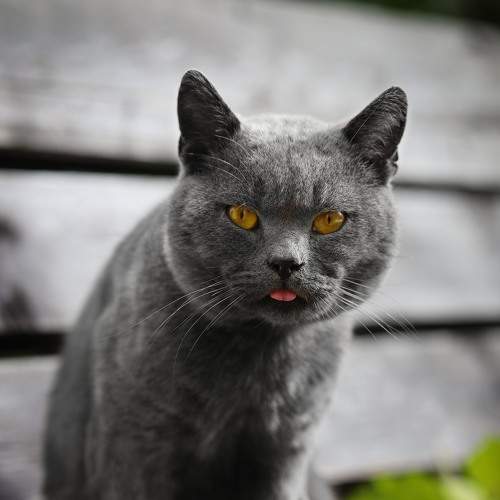 Photo #8647050