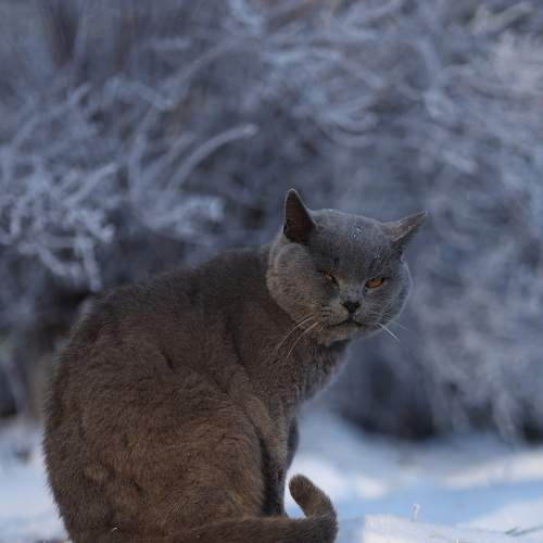 Photo #8647070