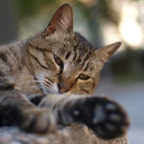 Photo #8647341
