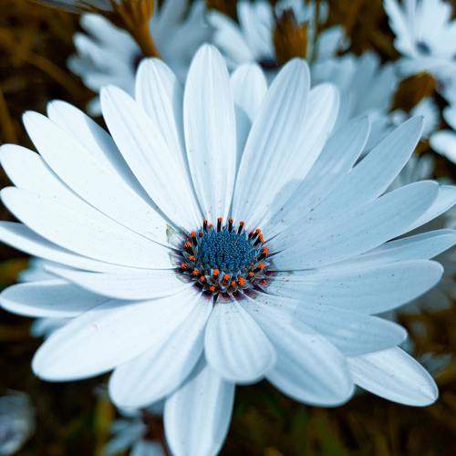 Photo #8647389