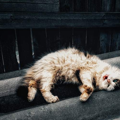 Photo #8647501