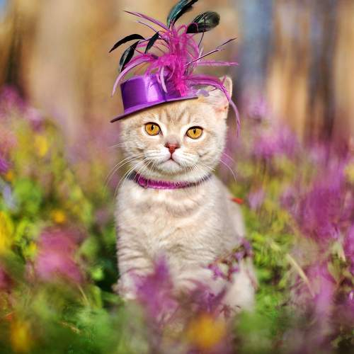 Photo #8647506
