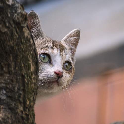 Photo #8647584