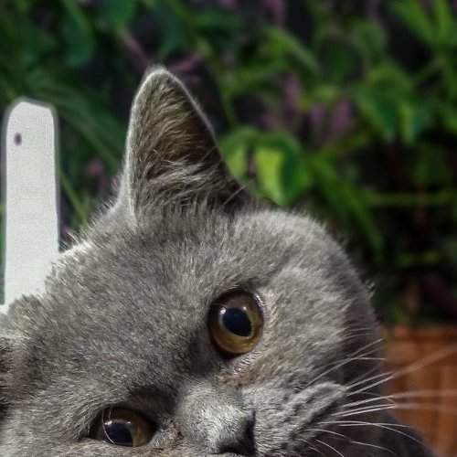 Photo #8647728