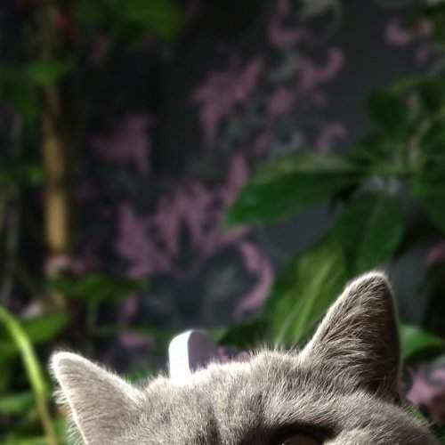 Photo #8647731