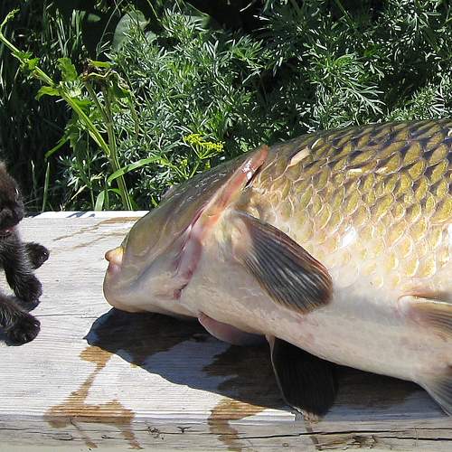 Photo #8647824