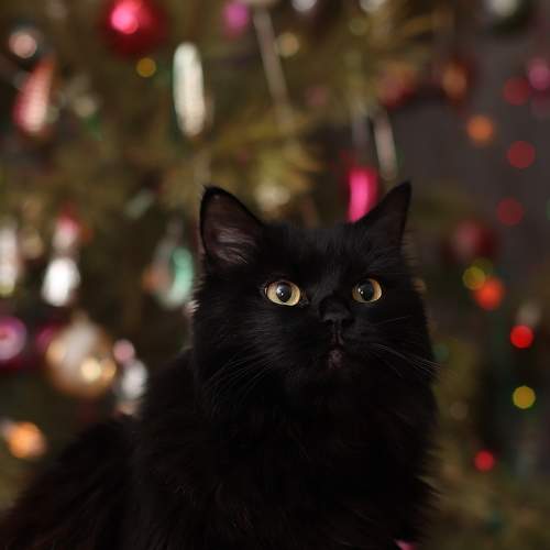 Photo #8647908