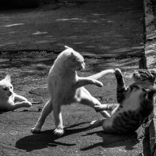 Photo #8648046