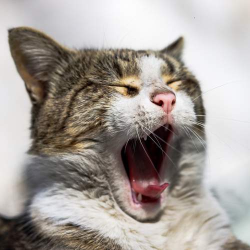 Photo #8648202