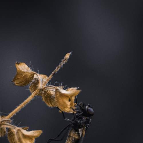 Resting Fly