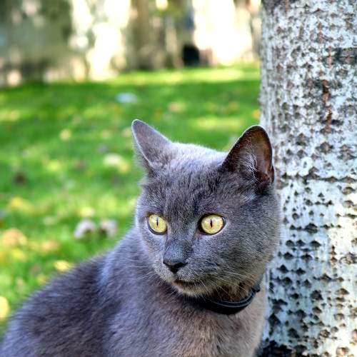 Photo #8649371