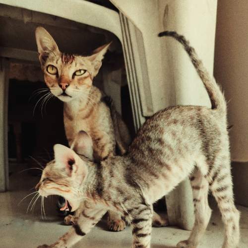 Photo #8649389