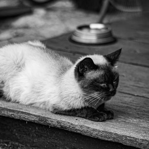 Фотография #8649525