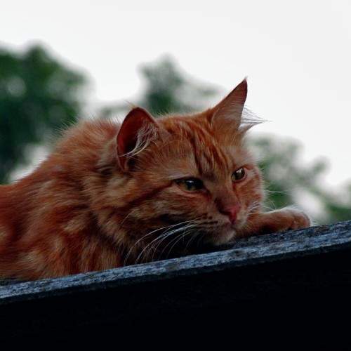 Photo #8649614