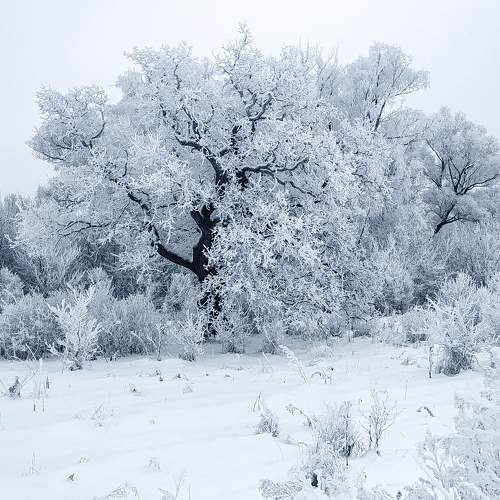 Photo #8649628