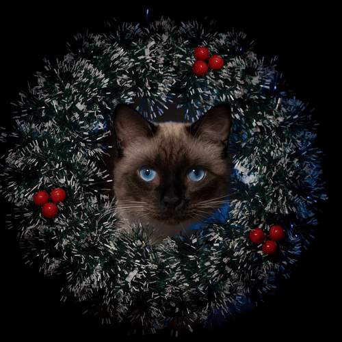 Photo #8649647