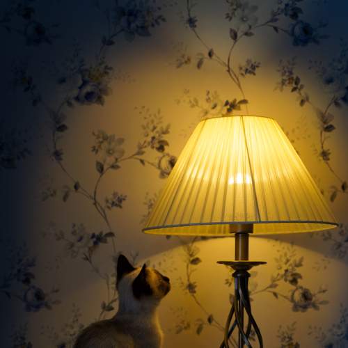 Photo #8649657
