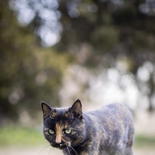 Photo #8650090