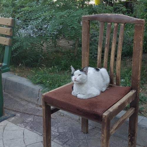 Photo #8650338