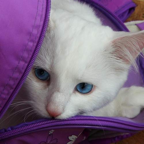 Photo #8650382