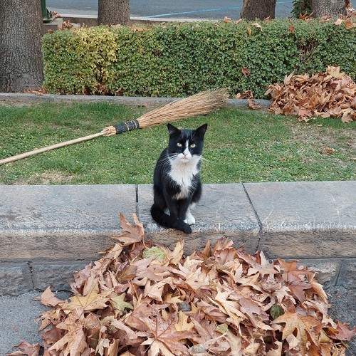 Photo #8650587