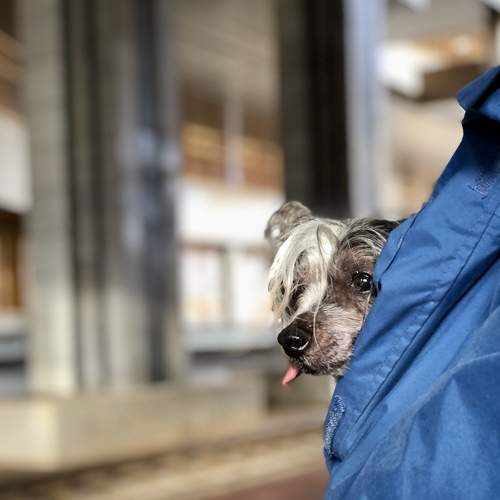 Photo #8650677